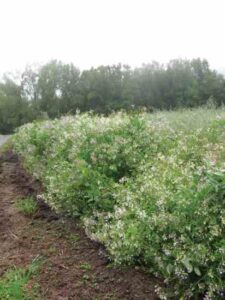 Guide to Natural Gardening Image